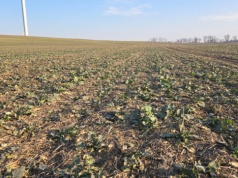 Wegetacja ruszyła na Warmii i Żuławach. Rzepak odbija, ale pola wciąż zbyt mokre