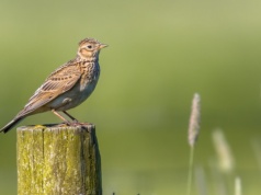 Wracają prędzej niż bociany. Ten ptak wymiera najszybciej w Polsce