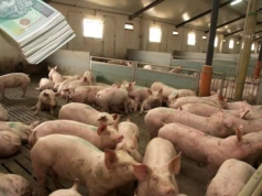 Tuczniki droższe nawet o 60 gr. Jakie są aktualne ceny świń w Polsce?