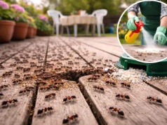 Mrówki wracają? Zastosuj ten spray, a problem zniknie w minutę