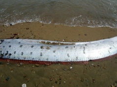 Dwie ryby "zwiastujące" kataklizmy znów znalezione na plaży