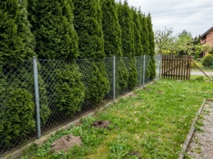 Myślisz, że tuje przy ogrodzeniu to twoja sprawa? Sąsiad może zmusić cię do ich przycięcia