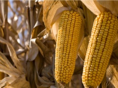 NGT mogą zmienić europejskie rolnictwo. UE otwiera drogę do nowych regulacji