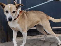 Najdłużej czekająca suczka ze schroniska w Koninie wreszcie znalazła dom