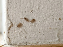 Mały robak na ścianie? Nigdy go nie ignoruj. W domu może już być nawet 200 kolejnych