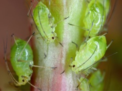 Jeden kwiat przeciwko wszystkim mszycom. Posadź go obok pomidorów i kapusty. Będziesz mieć spokój