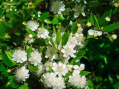 Wstaw ją do sypialni. Ten zapach pomaga zasnąć szybciej i spać spokojniej