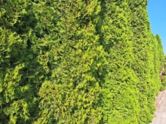 Rozpuść kostkę w wodzie i podlej tuje w marcu. Żywopłot zagęści się w kilka tygodni