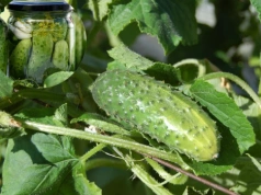 Te ogórki po kiszeniu są „chrupiące jak z beczki”. Ogrodnicy sieją je co roku