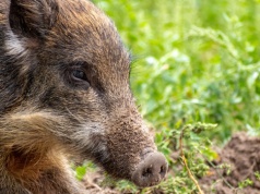 Miasto przepędzi dziki, ale nie sięgnie po przemoc. Tak trzeba żyć
