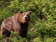 Wybudziły się z zimowego snu. Mogą być rozdrażnione. Tego nigdy nie rób