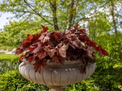 Lepsze niż hortensje i petunie. 3 najpiękniejsze rośliny do ciemnych zakamarków