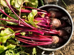Posiej buraki obok tych warzyw. Korzenie będą większe i zdrowsze