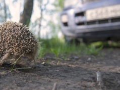 Co zrobić, żeby jeże nie ginęły? Wystarczy zamontować to na autach
