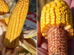 32 nowe odmiany kukurydzy w Polsce. Zobacz listę i FAO
