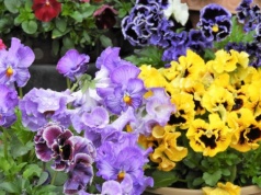 Bratki mogą kwitnąć aż do jesieni. W marcu trzeba zrobić jedną rzecz