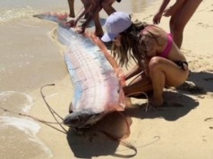 Zadziwiające zjawisko w Cabo San Lucas. Na plaży pojawiły się "ryby końca świata"