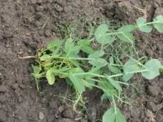 Kiedy siać groch i jaka obsada roślin jest optymalna?