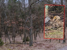 Leśnicy pokazali stracie bielików. Niesamowite nagranie