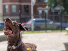Atak psa w centrum Częstochowy. Kobieta trafia do szpitala z obrażeniami twarzy