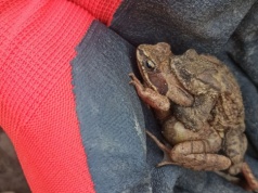 Kolejne wyzwanie przed Zarządem Zieleni Miejskiej. Będą przenosić żaby