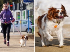 Obowiązkowe czipowanie wszystkich psów? "Ktoś na tym zarobi". Kara? Nawet 5 tys. zł!
