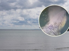 Pokazali, co zauważyli w Bałtyku. Wyjątkowy gość