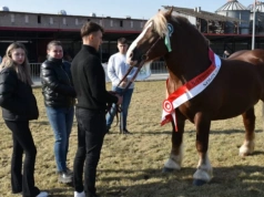 Najlepsze ogiery wybrane. Wiosenne Uznawanie w Szepietowie za nami