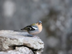 Kara dla Portugalii. Miliony euro za lekceważenie ochrony przyrody