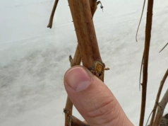 Regeneracja malin po zimie – komunikat Timac Agro (11.03.2026)