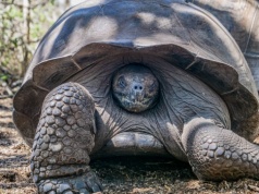 Ile kosztuje podróż na Galapagos? OTO nasze wydatki