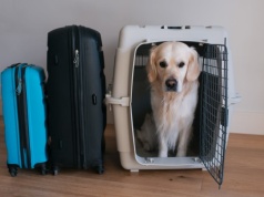 Koniec z limitem 8 kg. Psiarze się ucieszą. "Świetna wiadomość"