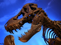 Ogromny tyranozaur siał postrach nawet w erze dinozaurów. Paleontolodzy mówią o brakującym ogniwie