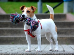 Jednego psa zabił, drugiego dotkliwie pobił. Znamy linię obrony 21-latka