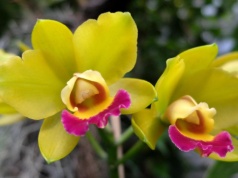 Zamiast trafiać do śmietnika, zetrzyj i podrzuć pod storczyki. Będą kwitnąć jak szalone