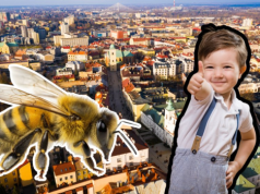 Podkarpacie kładzie na stół 36 mln zł. Pszczoły zacierają odnóża, a przedszkolaki ręce