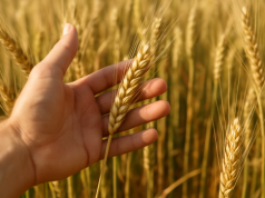 Rekordowe zbiory i rosnące zapasy. Nowy raport USDA studzi nastroje na rynku zbóż