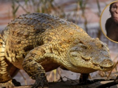Największe zagrożenie dla ludzi. Zwą go "pożeracz Lucy"