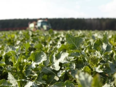 Rzepak nadal drożeje! Mniejszy import, ale w grze już nowe zbiory