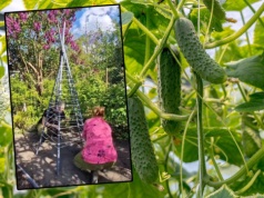 Ogórki rosną tu jak szalone. Ogrodowy "wigwam" robi furorę wśród działkowiczów