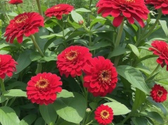 Nie czekaj do maja z tymi kwiatami, posadź już teraz. Odwdzięczą się morzem kwiatów