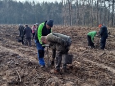 Wielkie sadzenie drzew. Leśnicy posadzą 700 tysięcy sadzonek