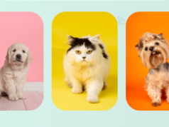 "Zagubione Łapki" Powstała nowa platforma, która pomaga odnaleźć zaginione zwierzęta