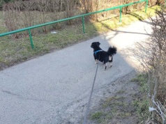 Mandat nawet 500 zł dla właścicieli psów. Kraków przypomina o obowiązku