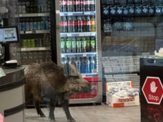 Klienci byli zaskoczeni. W sklepie w Berlinie pojawił się dzik