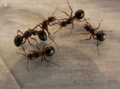 Kenia: aresztowano mężczyznę próbującego wywieźć z kraju ponad 2 tys. mrówek