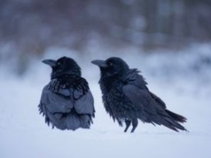 Kruki mają własny GPS. Są tak inteligentne, że zapamiętują miejsca zabójstw