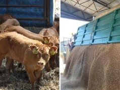 Ceny zbóż w górę, nawozy zdrożeją. Paliwo nawet po 8 zł, a co z bydłem?