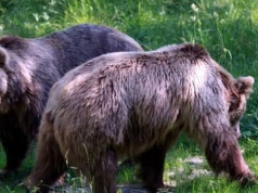 Z broni gładkolufowej do niedźwiedzi, żubrów i wilków. Posłowie chcą skutecznie odstraszać zwierzęta