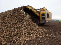 Kampania buraczana 2025/2026 w KGS. Ile buraków przerobiły cukrownie?